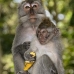 monkey_macaque_balinese_mf_ubud_v_0668_bal0678.jpg